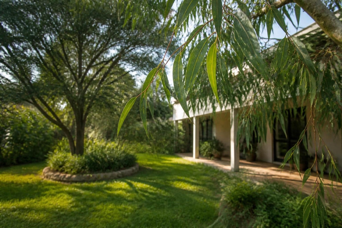 Mosquito Repellent Trees: What Works (and What Doesn't)