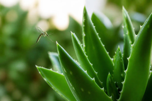 Aloe Vera Bug Repellent: Benefits & Alternatives 2026
