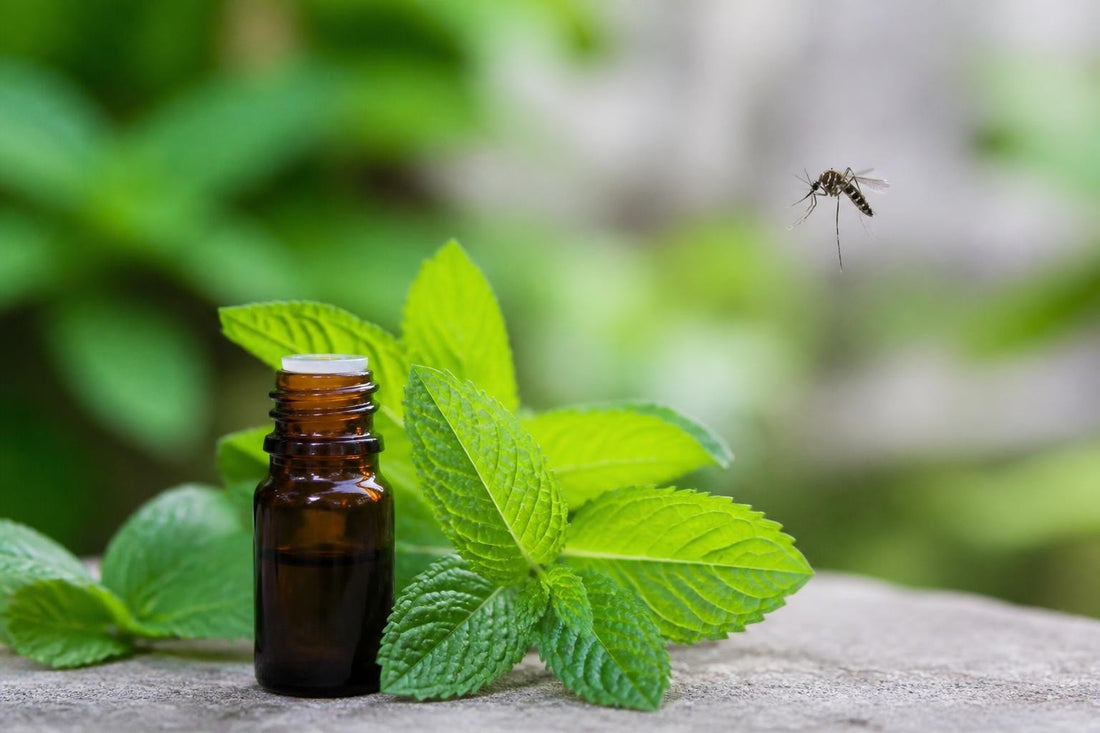 Mosquito and Peppermint Oil: Natural Repellent Facts