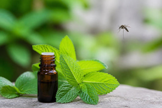 Mosquito and Peppermint Oil: Natural Repellent Facts