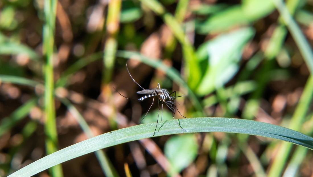 Where Mosquitoes Come From: The Evolutionary Origin of the Species